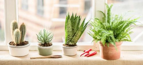 Уход за растениями зимой. Секреты зимнего ухода за комнатными растениями: подкормка, полив, освещение, температура