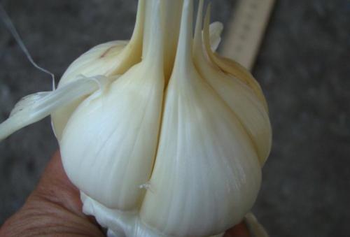 Чеснок яровой сорта. Яровой чеснок: описание и сорта