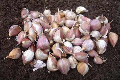 Когда сажать озимый чеснок. Общие и региональные особенности