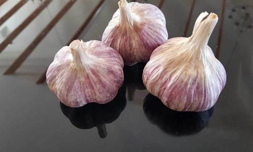 Как отличить озимый чеснок от ярового фото