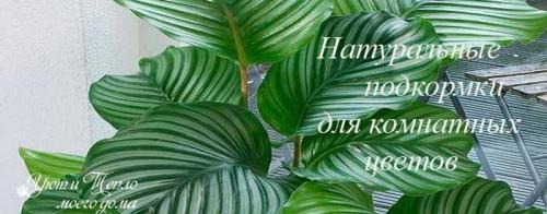Лучшее удобрение для комнатных цветов. Подкормка комнатных цветов домашними средствами