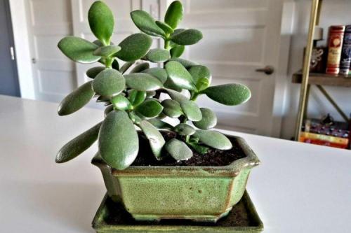 Комнатные растения: фото и названия (каталог)