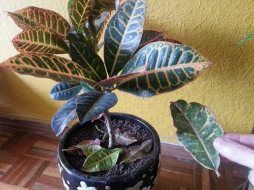 Чтобы комнатные цветы росли быстрее. Чем полить комнатные цветы для роста: химические и народные удобрения