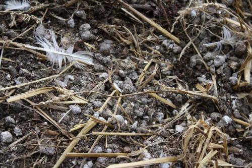 Как сделать удобрение в домашних условиях. 7 удобрений для огорода, которые можно сделать самостоятельно, чтобы не покупать химию