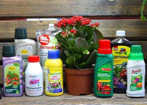 Чтобы комнатные цветы росли быстрее. Чем полить комнатные цветы для роста: химические и народные удобрения