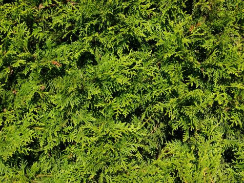 Туя брабан: идеальный выбор для вашей живой изгороди 03