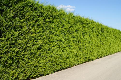 Туя брабан: идеальный выбор для вашей живой изгороди 04