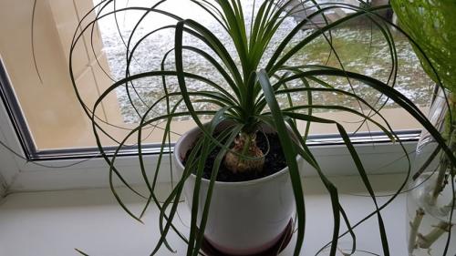 Чем опрыскивать комнатные растения зимой. Уход за комнатными цветами в зимнее время