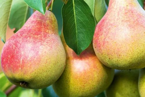 Сколько сортов груши. 40 сортов груш по регионам c описанием и фото