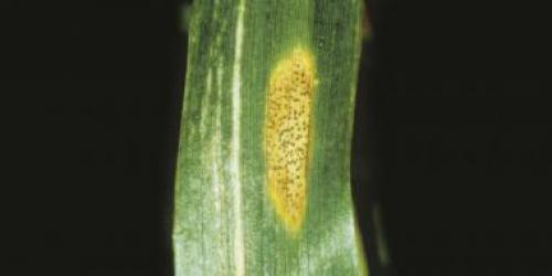 Сорта груши устойчивые к ржавчине и парше. ПАМЯТКА ПО БОРЬБЕ СО РЖАВЧИНОЙ ГРУШИ 04 Сорта груши устойчивые к ржавчине и парше. ПАМЯТКА ПО БОРЬБЕ СО РЖАВЧИНОЙ ГРУШИ 04