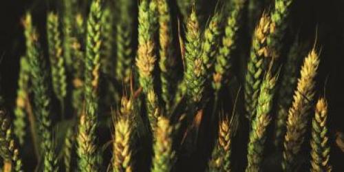 Сорта груши устойчивые к ржавчине и парше. ПАМЯТКА ПО БОРЬБЕ СО РЖАВЧИНОЙ ГРУШИ 05 Сорта груши устойчивые к ржавчине и парше. ПАМЯТКА ПО БОРЬБЕ СО РЖАВЧИНОЙ ГРУШИ 05