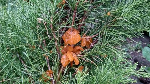 Сорта груши устойчивые к ржавчине и парше. ПАМЯТКА ПО БОРЬБЕ СО РЖАВЧИНОЙ ГРУШИ