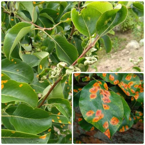 Осенняя обработка груши от ржавчины. Почему появляется ржавчина на груше, как с ней бороться и победить