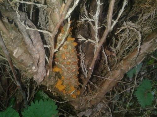 Сорта груши устойчивые к ржавчине и парше. ПАМЯТКА ПО БОРЬБЕ СО РЖАВЧИНОЙ ГРУШИ