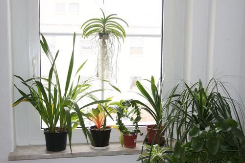 Особенности ухода за комнатными растениями зимой. Уход за комнатными цветами в зимнее время