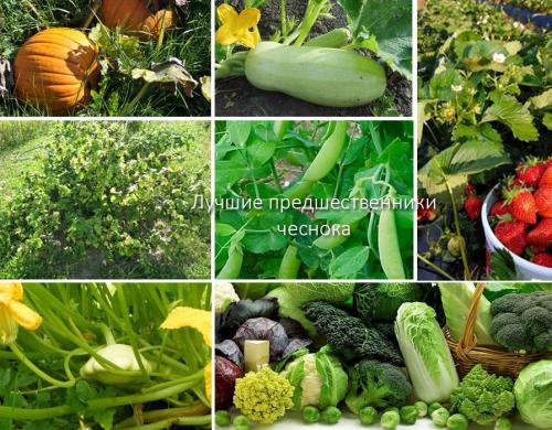 После чего сажать чеснок под зиму. Рекомендации по предшественникам