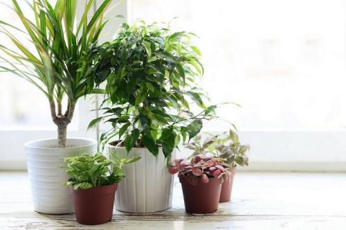 Домашние цветы зимой. Секреты зимнего ухода за комнатными растениями: подкормка, полив, освещение, температура