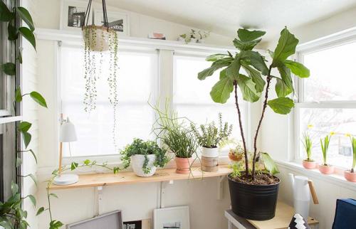 Средства по уходу за комнатными растениями. 7 золотых правил ухода за комнатными растениями