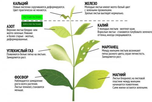 Подкормка комнатных цветов осенью. Осенняя подкормка комнатных цветов: народные и промышленные удобрения для растений