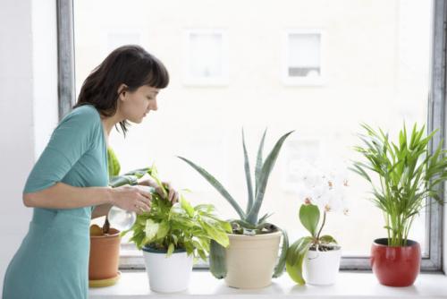 Уход за комнатными цветами. Общие правила выращивания комнатных растений