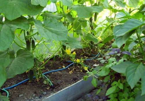Какое расстояние лучше для начинающих садоводов. На каком расстоянии сажать огурцы: все секреты и советы