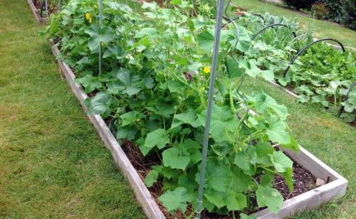 Какое расстояние лучше для начинающих садоводов. На каком расстоянии сажать огурцы: все секреты и советы