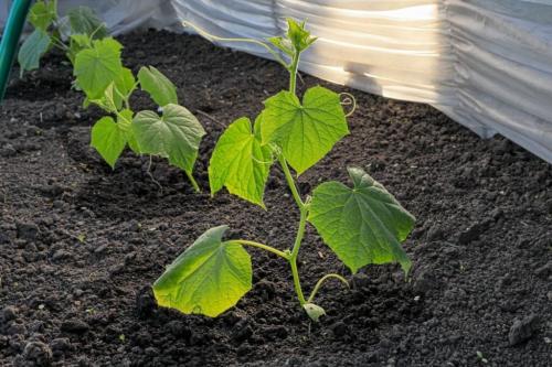 Какое расстояние лучше для начинающих садоводов. На каком расстоянии сажать огурцы: все секреты и советы