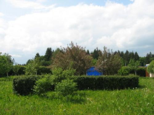 Как расстояние посадки влияет на визуальную эстетику изгороди. Посадка живой изгороди.  Теория