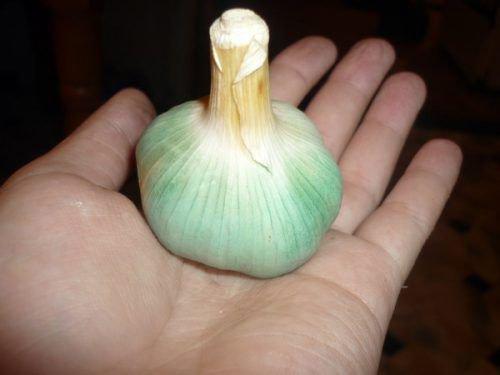 Чеснок посинел в духовке. Распространённая теория