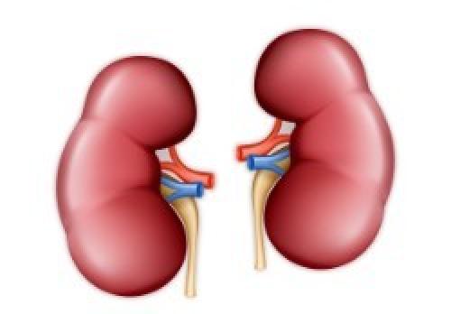 Можно ли есть зеленый чеснок. Связь диеты и здоровья почек