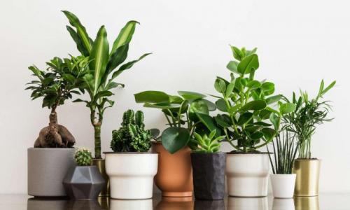 Подкормка домашних цветов осенью. Осенняя подкормка комнатных цветов: народные и промышленные удобрения для растений