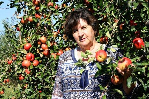 Когда созревает вишня в краснодарском крае. Каждому климату – свой сад
