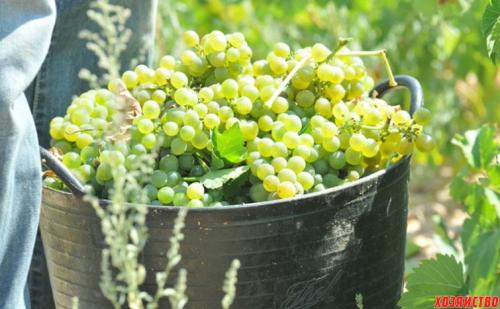 Когда созревает виноград