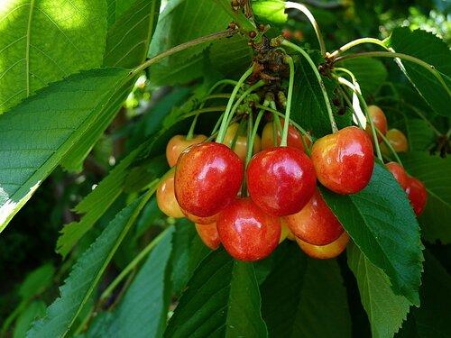 Когда созревает вишня в краснодарском крае. Каждому климату – свой сад