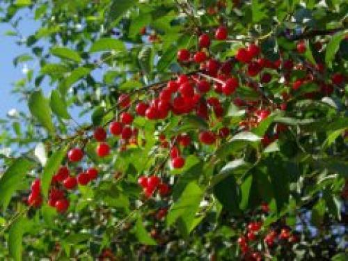 Сезон вишня. Когда спеет вишня