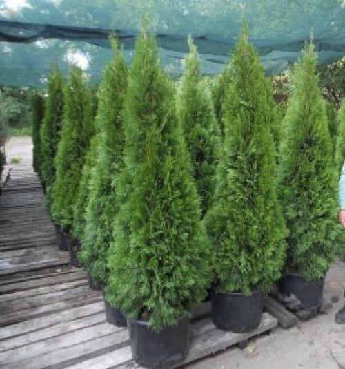 Создаем живую изгородь из туи: пошаговая инструкция 02 Создаем живую изгородь из туи: пошаговая инструкция 02