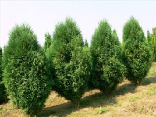 Почему тую часто выбирают для создания живых изгородей. Сорта, которые чаще всего используются при создании живой изгороди