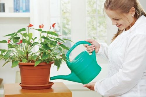 Частота полива комнатных растений. Как правильно поливать комнатные цветы: автополив своими руками