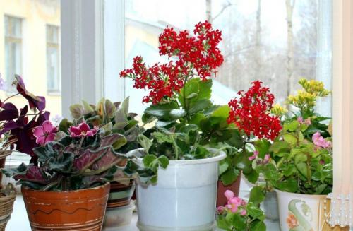 Комнатные растения в ноябре, какие цветы не требовательны к особым условиям содержания