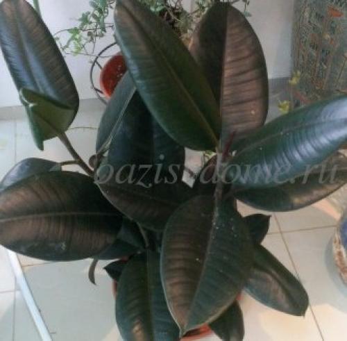 Чем подкормить комнатные цветы в ноябре. Правила осенне-зимней подкормки