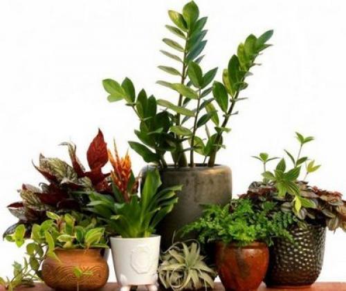 Комнатные растения в ноябре, какие цветы не требовательны к особым условиям содержания 06
