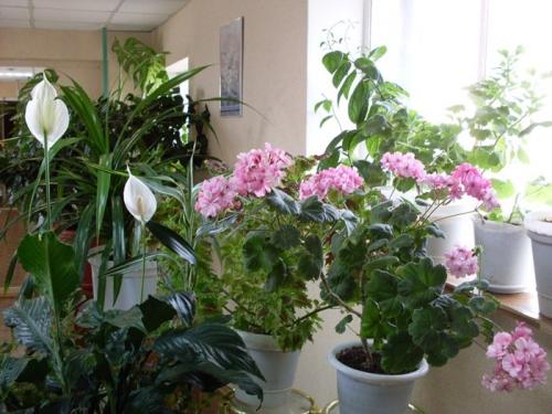 Комнатные растения в ноябре, какие цветы не требовательны к особым условиям содержания