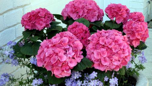 Уличная гортензия уход в домашних условиях. Уход за гортензией в домашних условиях