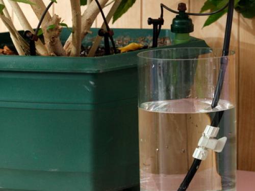 Уход за комнатными растениями своими руками. Особенности ухода за комнатными растениями: приемы полива (с фото и видео)