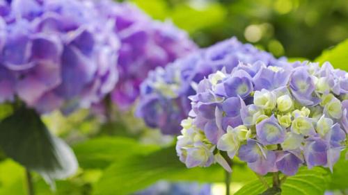 Уличная гортензия уход в домашних условиях. Уход за гортензией в домашних условиях