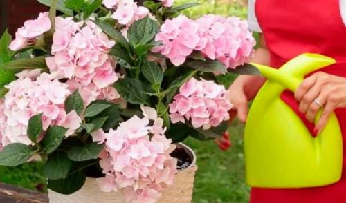 Как обрезать гортензию в горшке. Гортензия комнатная уход: какая последовательность выполнения?