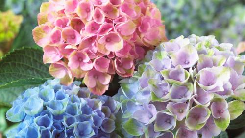 Уличная гортензия уход в домашних условиях. Уход за гортензией в домашних условиях