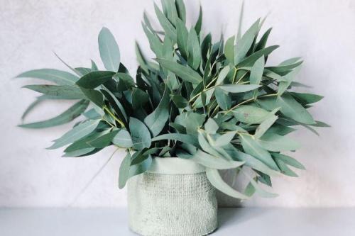 Комнатные растения: фото и названия (каталог)