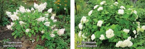 Уличная гортензия уход в домашних условиях. Уход за гортензией в домашних условиях 06