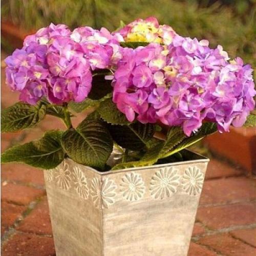 Как пересадить домашнюю гортензию. Как правильно посадить у себя дома